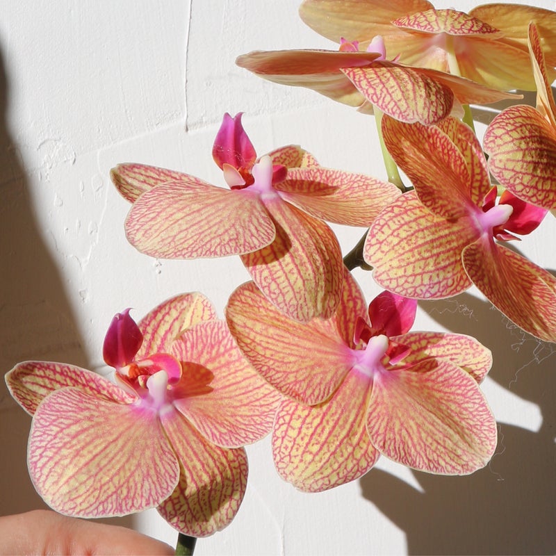 El Botanical Orchids