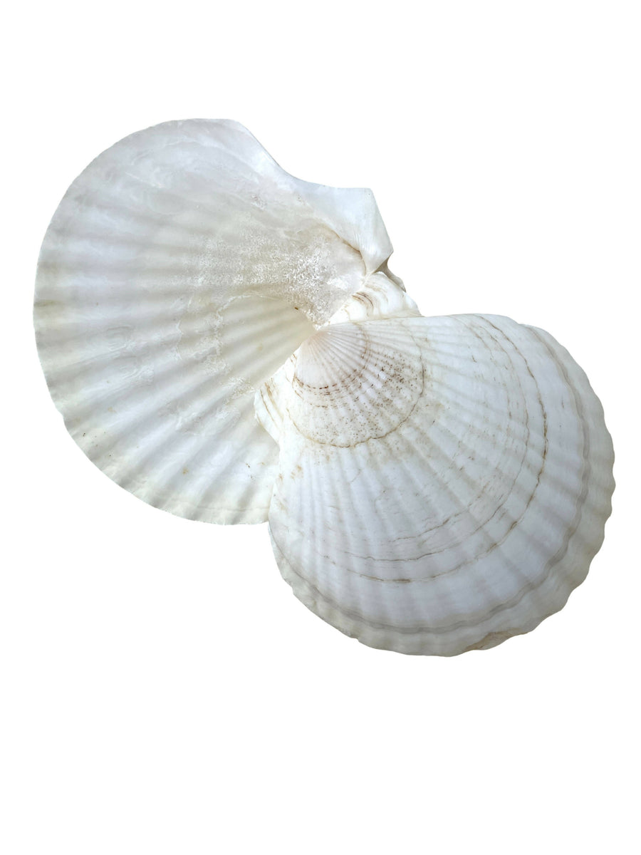 White Scallop Shells Hire