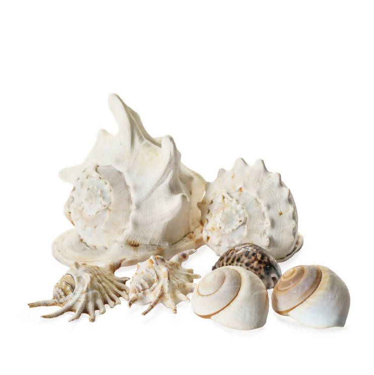 Assortment of Shells - Hire